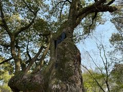 -绮园景区