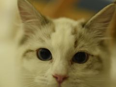 -鼓捣猫呢主题猫咖店