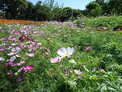 -松山湖梦幻百花洲