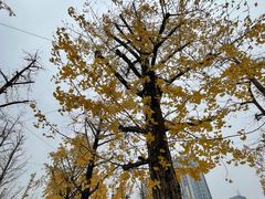 -两江幸福广场