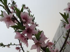 -阿林有机农庄