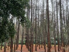 -杭州植物园