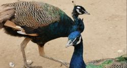 -萌宠亲子动物乐园(槐房万达店)