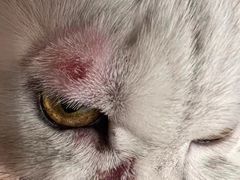 -瑞鹏瑞爱宠物医院·全科·猫科·血液透析中心(龙头寺店)