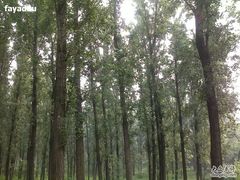 -顺鑫绿色度假村