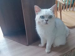 -豆逗聊愈猫阁Easy Life