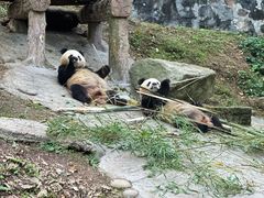 -都江堰中华大熊猫苑