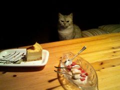 -喵园·猫主题咖啡厅·撸猫·猫咖(国贸店)