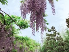 -嘉定紫藤园