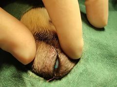 -康旭宠物医院(郑州总院)