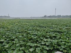 -鉴湖国家城市湿地公园