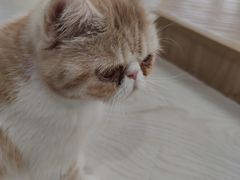 -猫和宫(六道口店)
