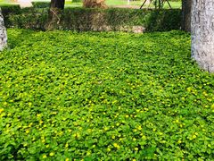 -黑龙江省森林植物园