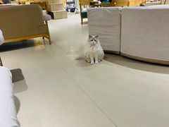 大堂-藏猫猫咖啡主题馆(中央大道店)