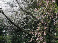 -杭州植物园