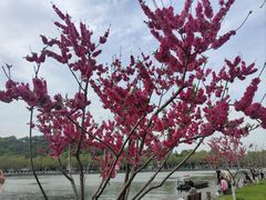 -西湖游船