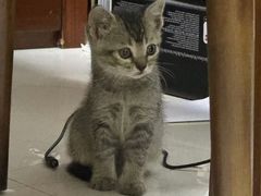 -瑞鹏宠物医院·骨科·猫科·内科(第一中心)