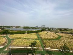 -杭州湾海上花田景区