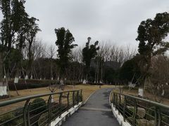 -九科绿洲
