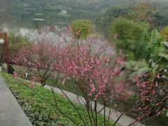 -重庆彩云湖湿地公园