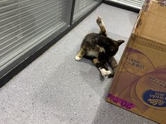 -伟伟宠物医院·CT影像中心·瑞派犬猫综合性门诊(汉口总院)
