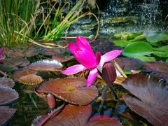 -国家植物园南园