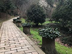 -上海佘山国家森林公园天马山园