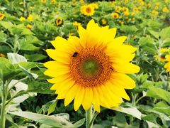 -名花谷生态庄园