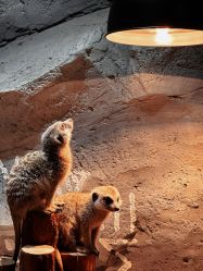 -Zoolung Zoolung动物主题公园(海信广场店)