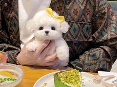-唐小姐の猫狗洗护·购宠旗舰店(周浦万达店)