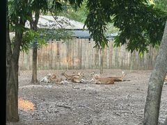 -清迈夜间动物园