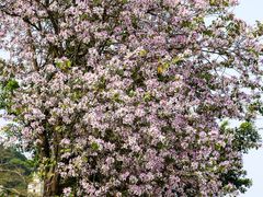 -广州市流溪河国家森林公园