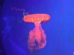-暹罗海洋世界