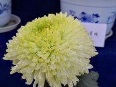 -青枫公园