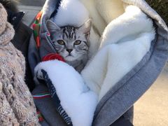 -纳吉亚猫专科动物医院(康都外科中心)