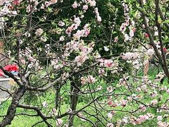 -南汇桃花村