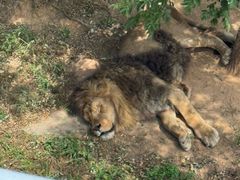-西霞口神雕山野生动物世界