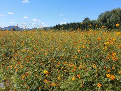 -北京东方普罗旺斯薰衣草庄园