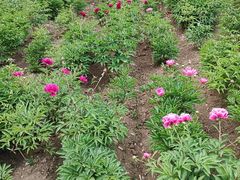 -长春公园(普阳街道)