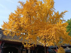 -博悦茶餐厅(文殊院店)