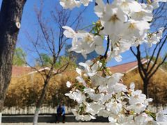 -大兴滨河森林公园