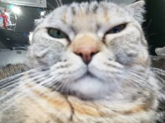 -猫儿山۰猫主题餐厅