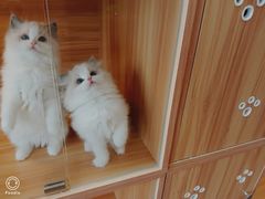 -猫十亿·布偶金渐层·曼基康矮脚猫舍(青年路店)
