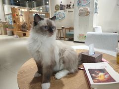 -藏猫猫咖啡主题馆(中央大道店)