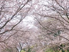 -武汉大学-樱园