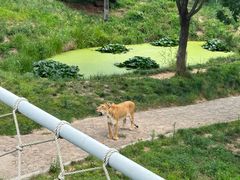 -西霞口神雕山野生动物世界