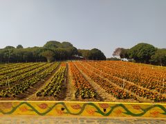 -松山湖梦幻百花洲