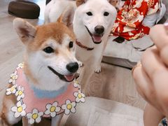 -柴迷FANS CLUB·柴犬狗咖·猫咖