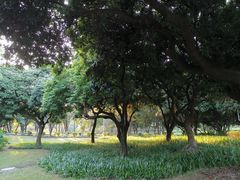 -紫马岭公园