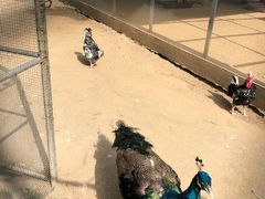 -祥源·阜阳生态乐园